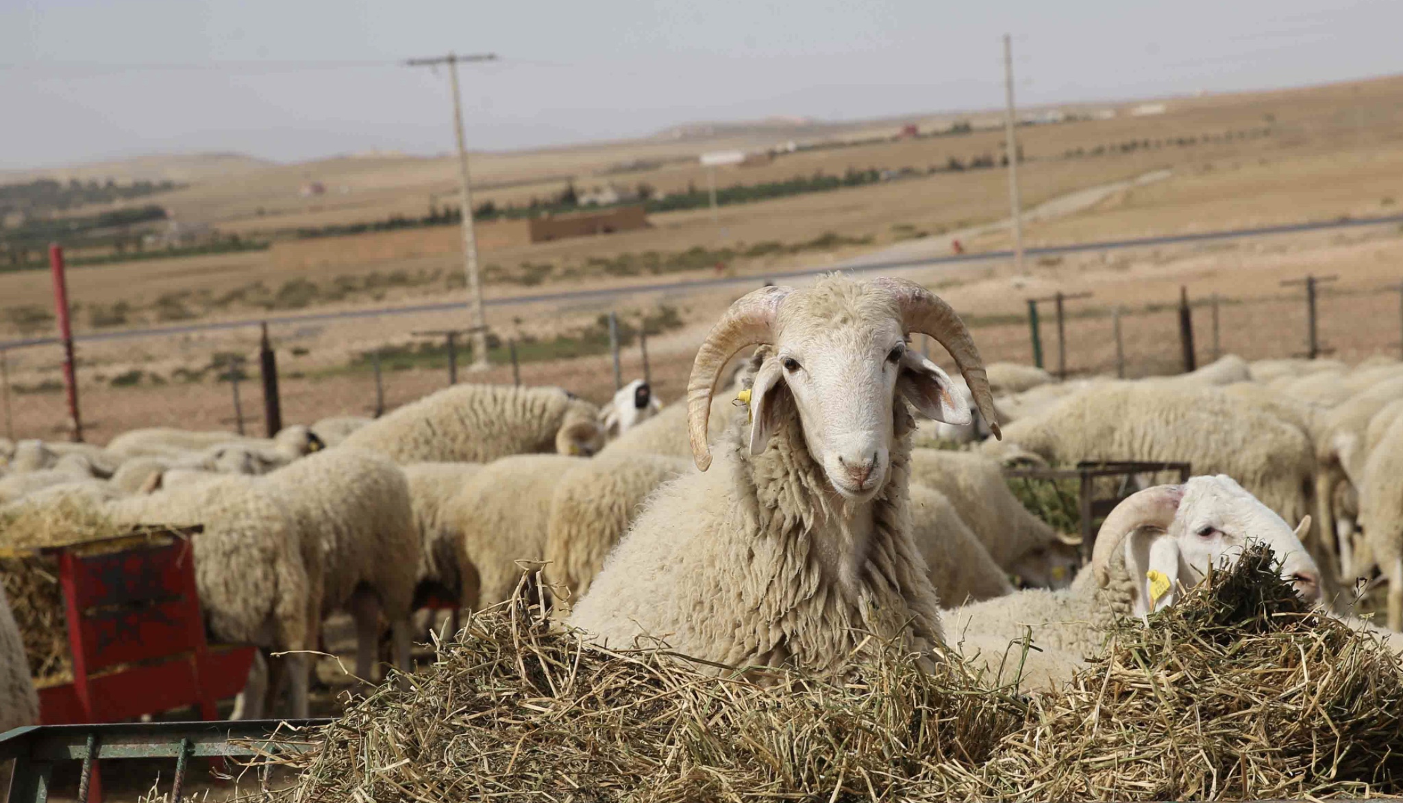 20 مليار درهما هو ما سيكسبه المغاربة من «عيد كبير»  بلا أضاحي