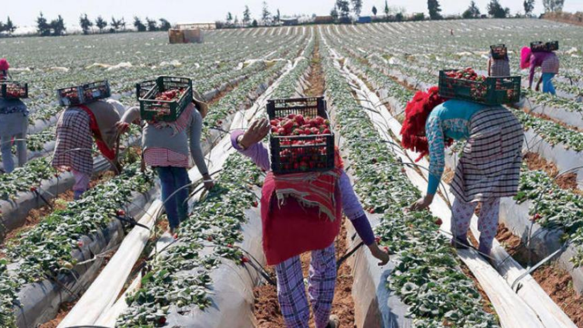 مكناس: النسخة الأولى لمسابقة الابتكار في مجال الزراعة الغذائية