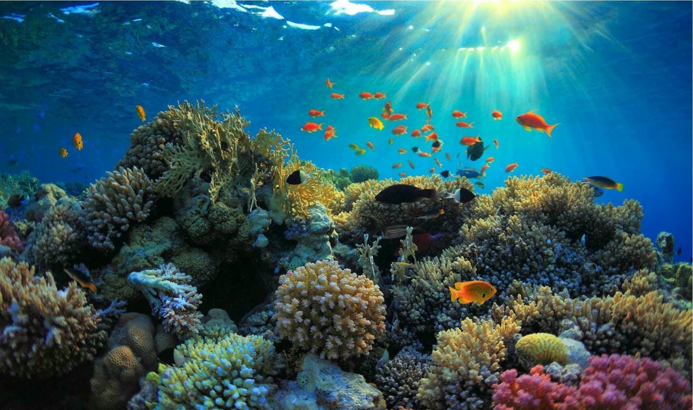 تربية الأحياء المائية المستدامة.. المغرب نموذج لإفريقيا