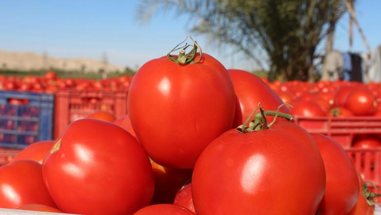 لأول مرة في التاريخ.. الطماطم المغربية تتفوق على الإسبانية