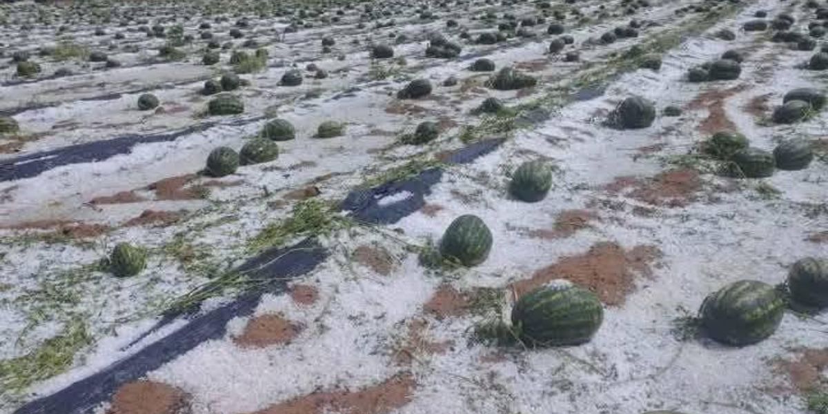 الأمطار والبرد يعصفان بموسم فاكهة «العطش» بزاكورة