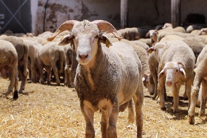 ارتفاع صادرات إسبانيا من الأغنام الحية نحو المغرب