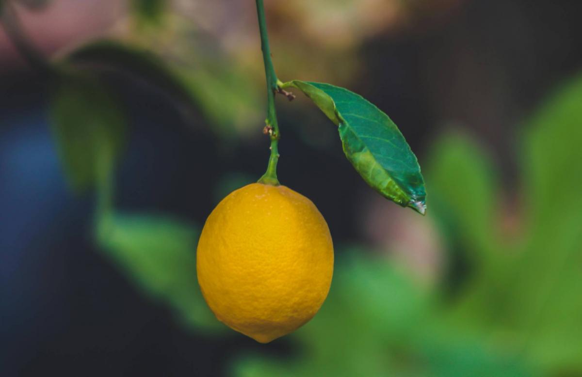 بعد انتكاسة لأربع سنوات.. انتعاشة في صادرات الحامض المغربي
