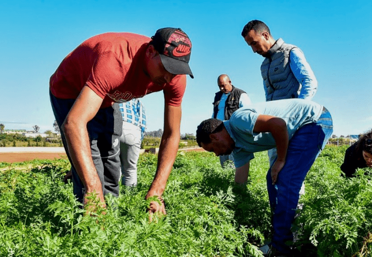 المجلس الاقتصادي والاجتماعي والبيئي يقدم رأيه حول «الفلاحة العائلية الصغيرة والمتوسطة»