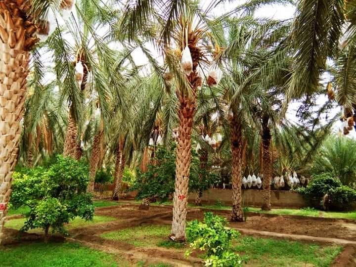 تعزيز مرونة النظم الواحية يتطلب حلولا مستدامة