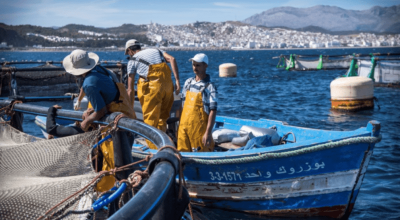 موانئ الواجهة المتوسطية: ارتفاع في كمية مفرغات الصيد البحري متم ماي 2025