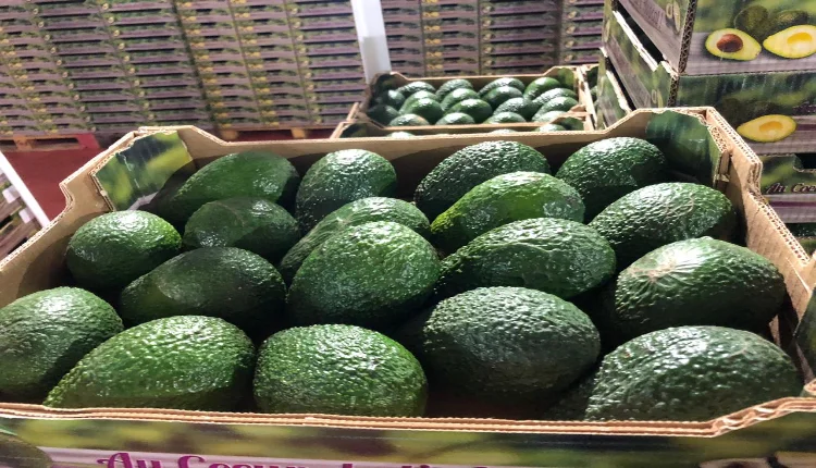 ارتفاع في صادرات المغرب من «لافوكا» إلى إسبانيا