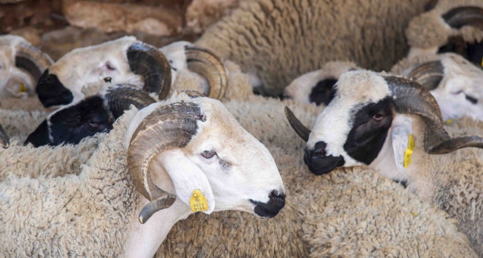 الشروع في تنزيل برنامج دعم مربي الماشية وإعادة تكوين القطيع الوطني