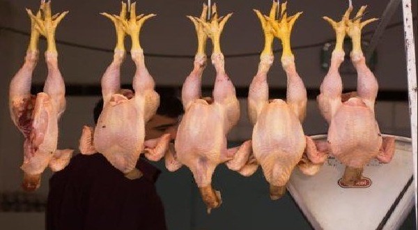 فاس.. الدعوة إلى تحديث قطاع ذبح الدواجن لتعزيز السلامة الصحية