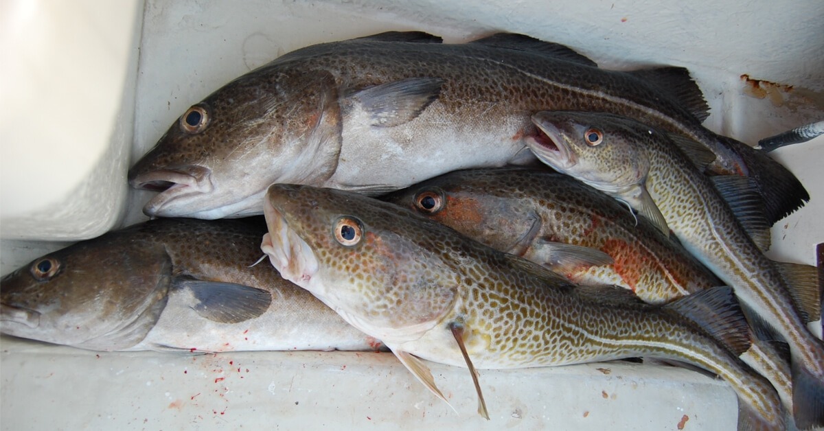 الأسماك الروسية تجد لها موطيء قدم في المغرب