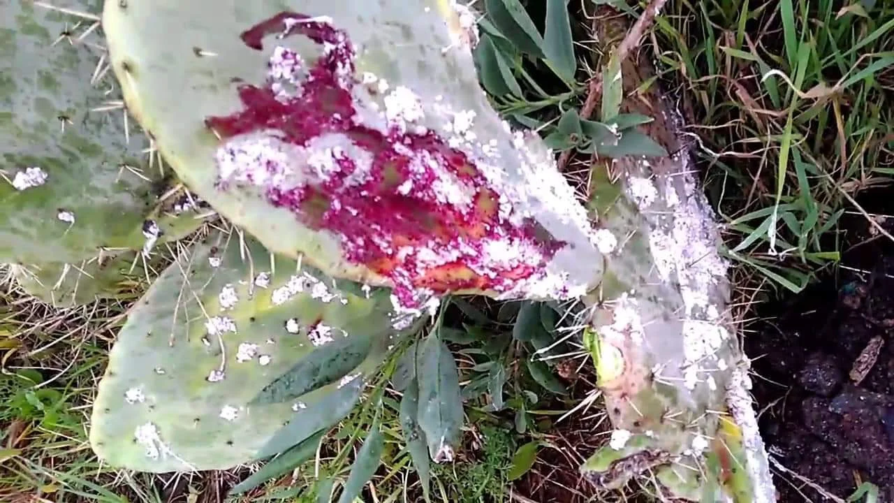 «الجيل الأخضر» يعطي زخما لتثمين سلسلة الصبار ومقاومة آفة الحشرة القرمزية