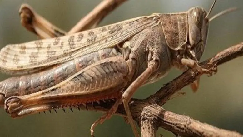 لفتيت يكشف تفاصيل خطة المغرب للتصدي لغزو الجراد الصحراوي