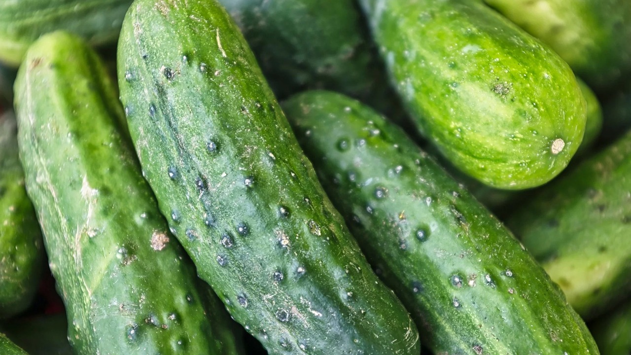 صادرات الخيار المغربي إلى بريطانيا تحقق قفزة قياسية