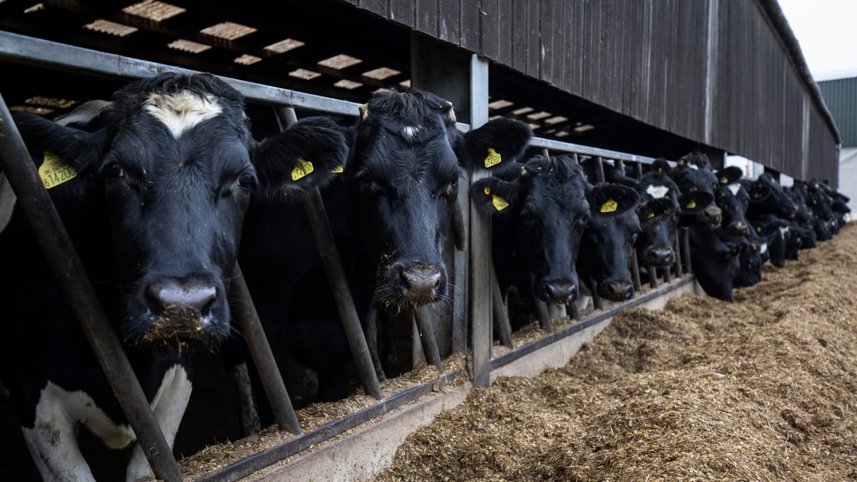 وقف إعفاء استيراد الأغنام والماعز والحليب المجفف ومواصلة دعم الأبقار