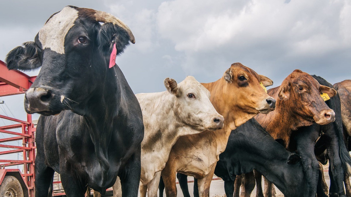 المصادقة على مشروع مرسوم بوقف استيفاء رسم استيراد  الأبقار