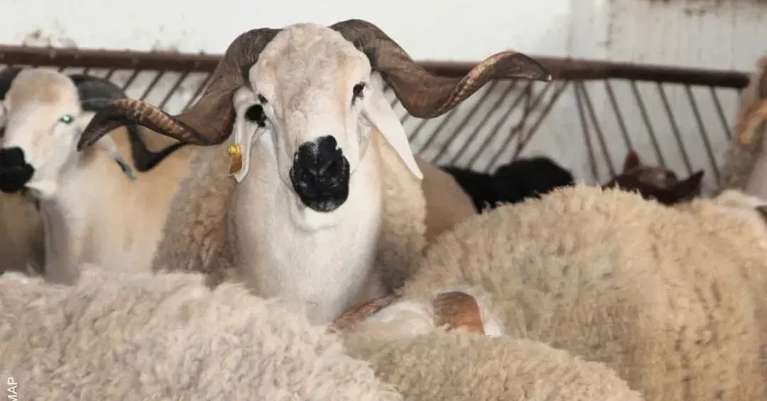 القطيع الوطني بين خطاب الأزمة وأرقام الوفرة.. جدل وأسئلة محرجة