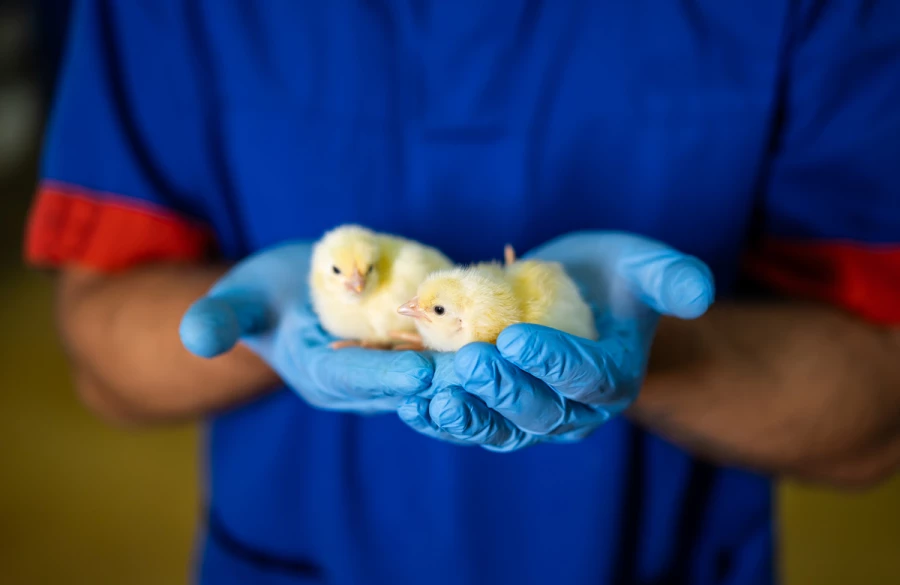 تكوين إسباني لبيطريين مغاربة في أمراض الدواجن