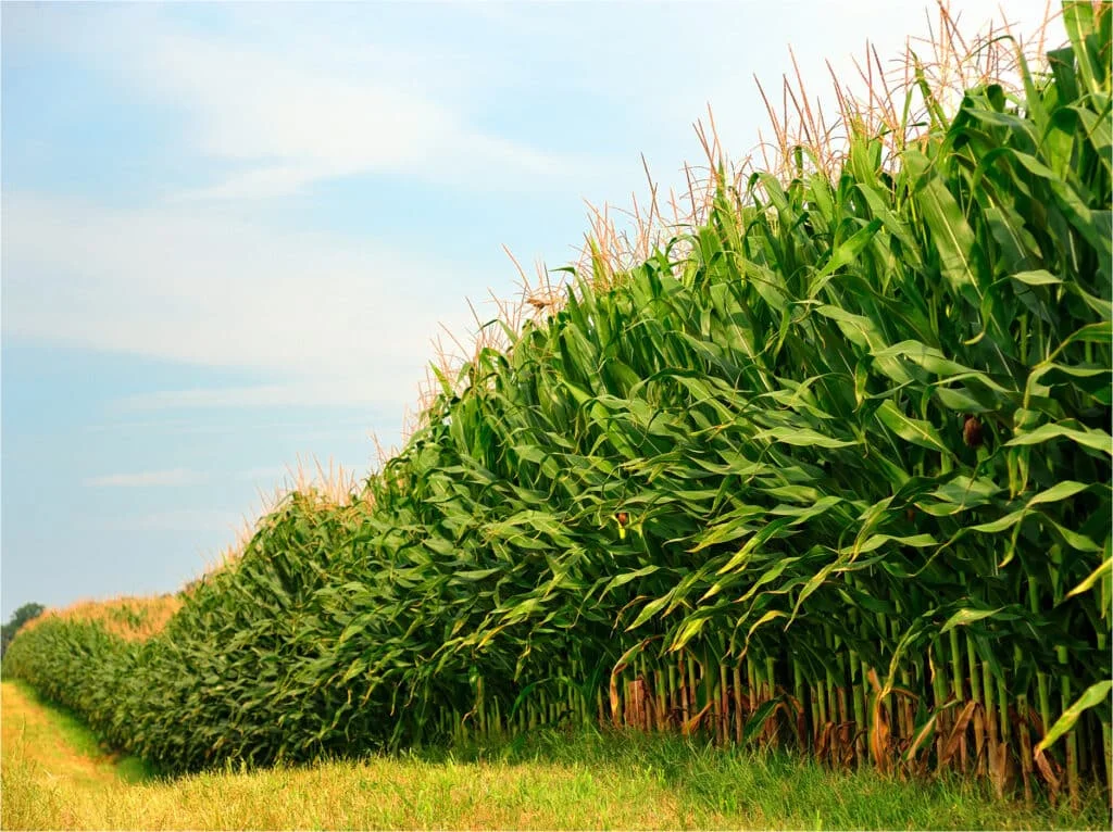 آلية «المثمر» تبرهن على نجاعتها وترفع مردودية الذرة العلفية بالجديدة بـ28 في المائة