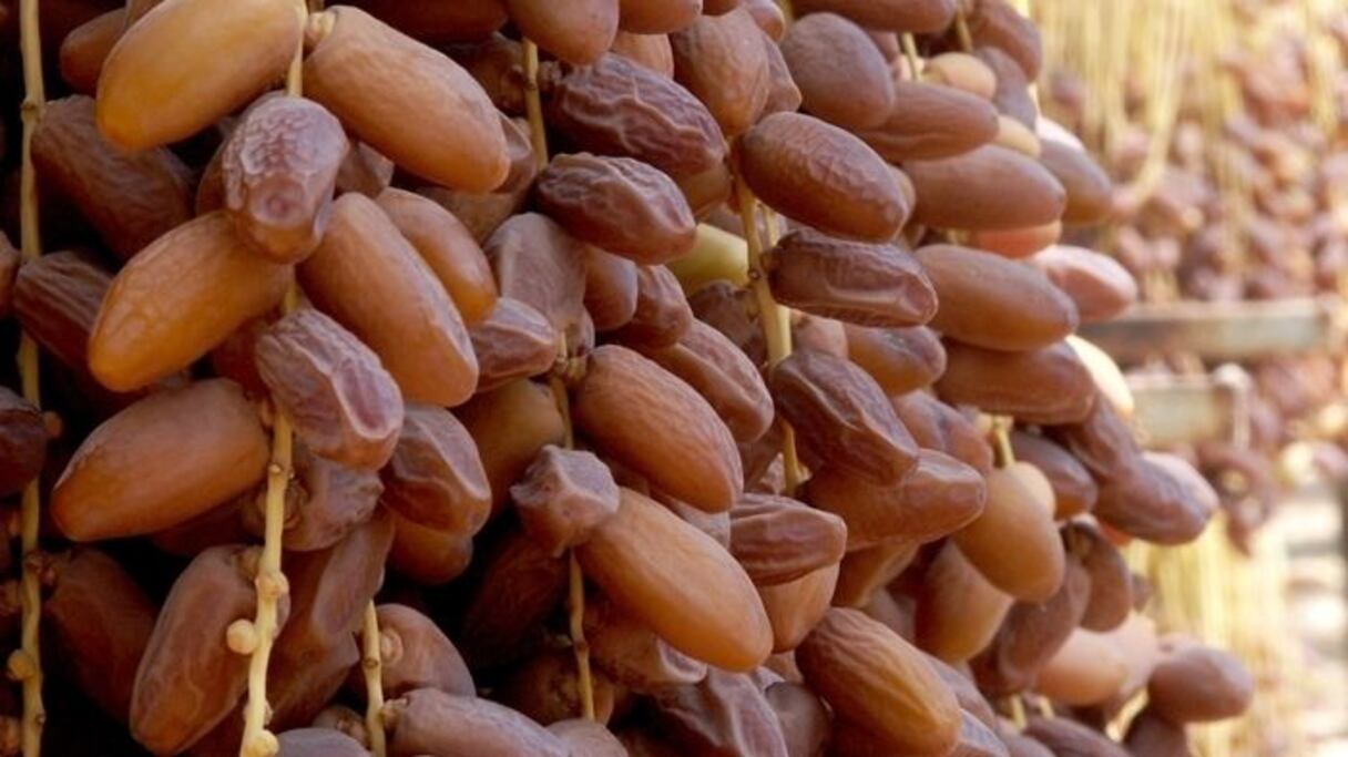 إنتاج التمور سيتجاوز 12 ألف طن بإقليم طاطا خلال الموسم الحالي