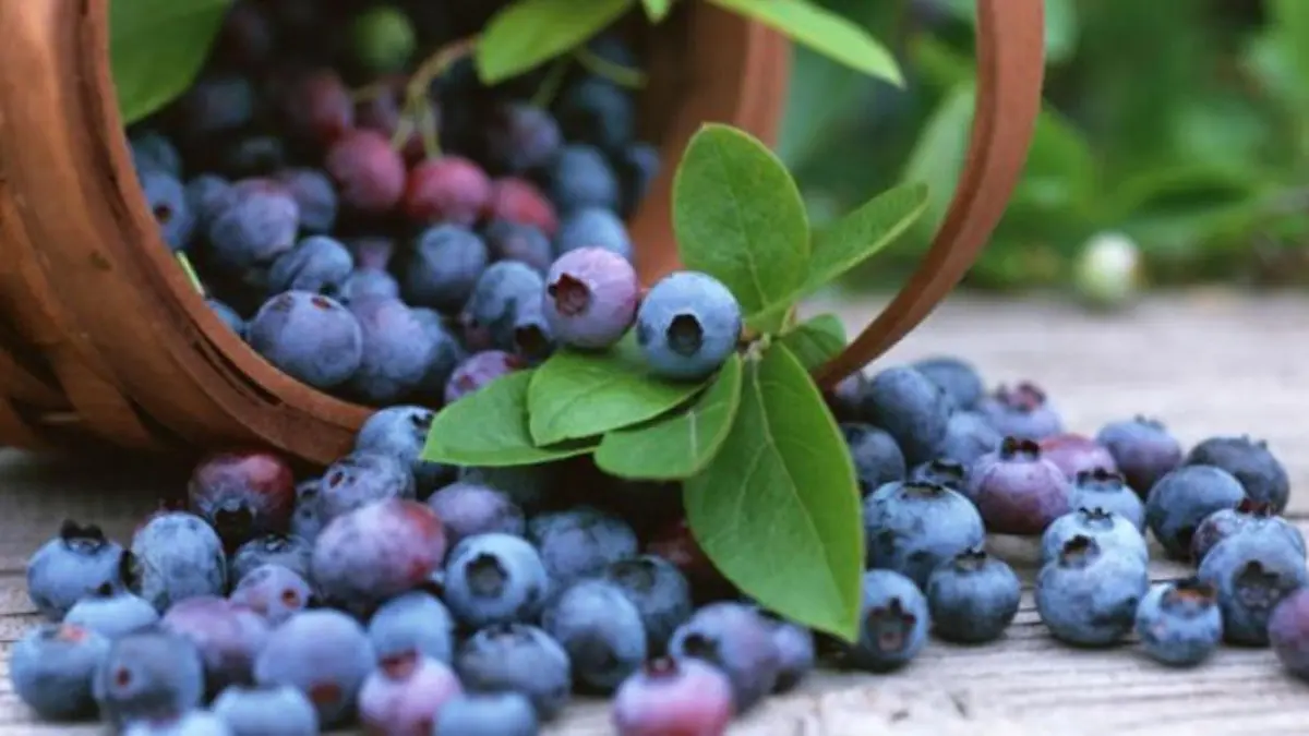 التوت الأزرق المغربي.. قصة نجاح متواصلة رغم التحديات