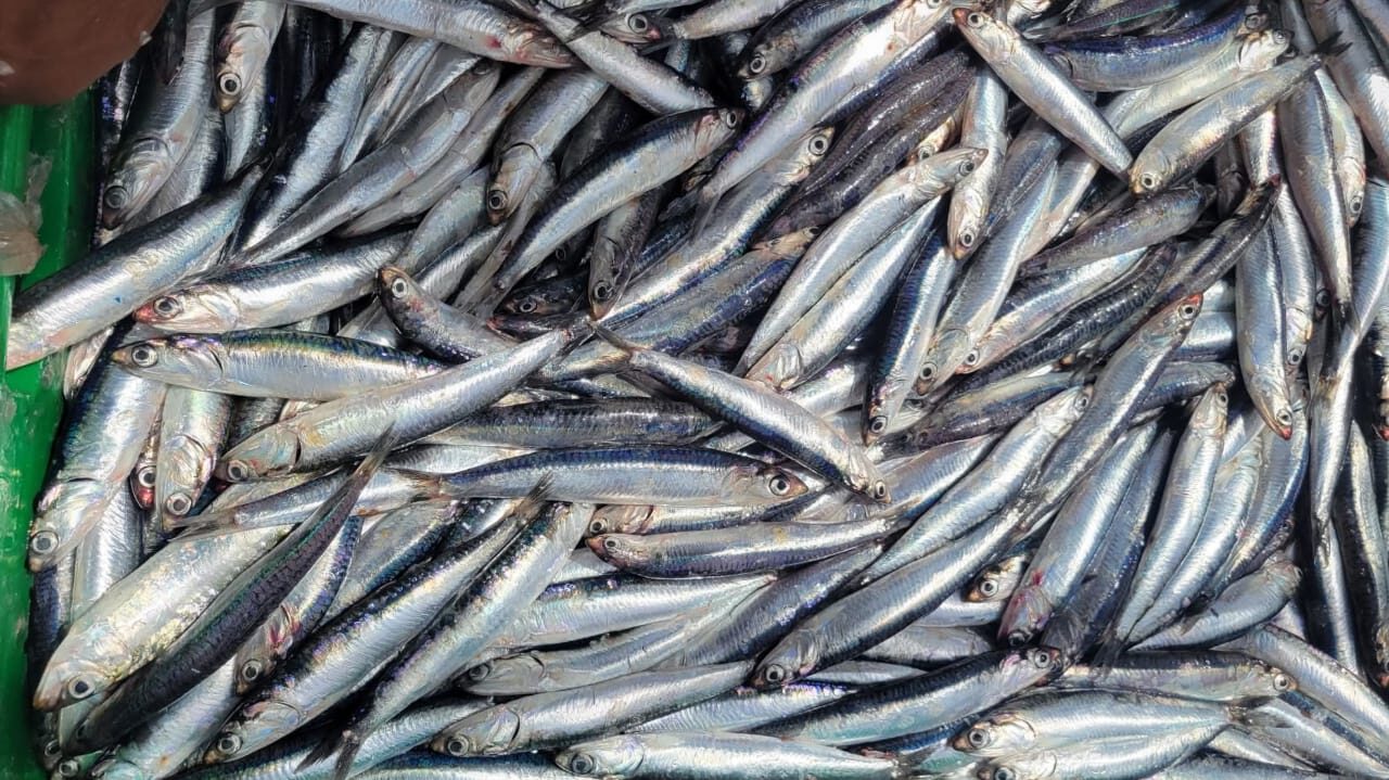 ميناء العيون.. انتعاش ملحوظ لمصايد الأسماك السطحية خلال صيف 2025