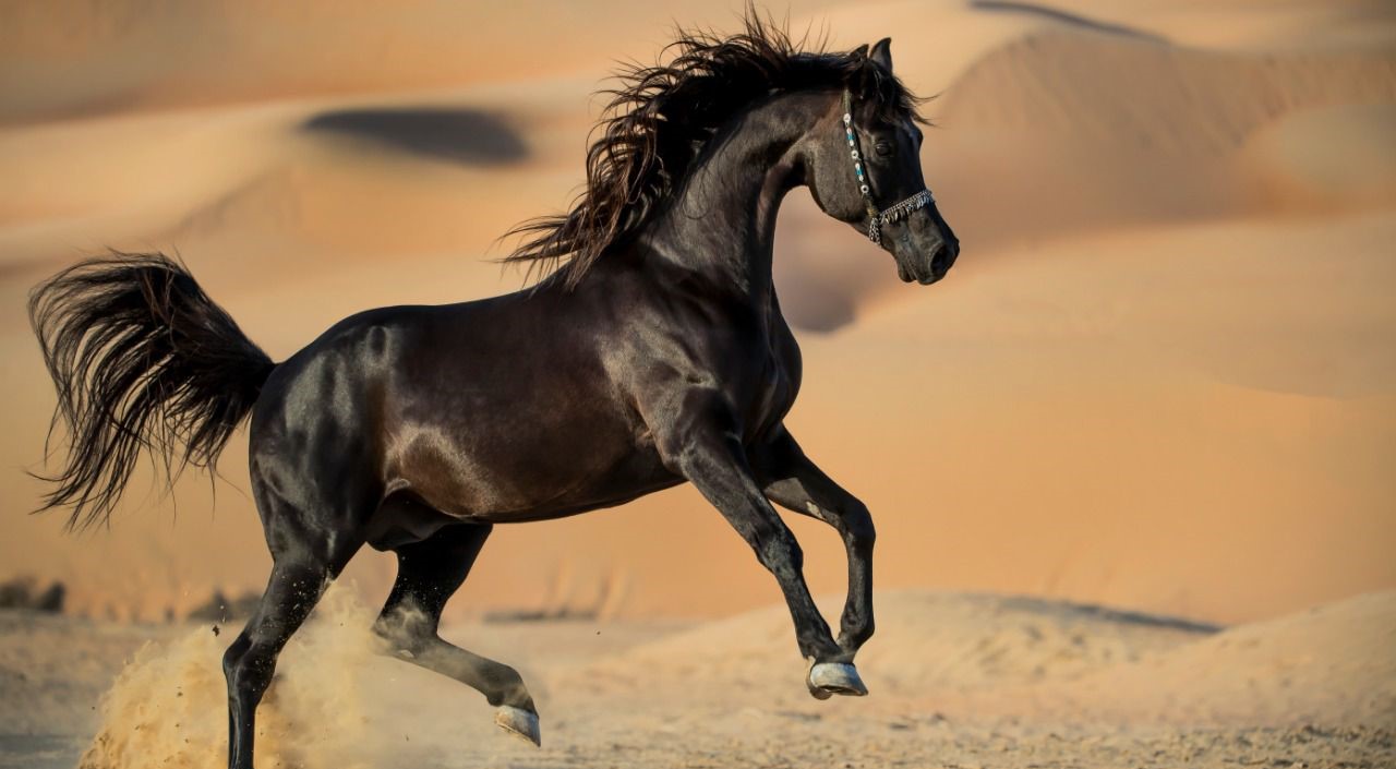 «المهماز الذهبي».. الحصان «نهاد بوزنيقة» والفرس «ذروة بوزنيقة» يفوزان بالميدالية الذهبية