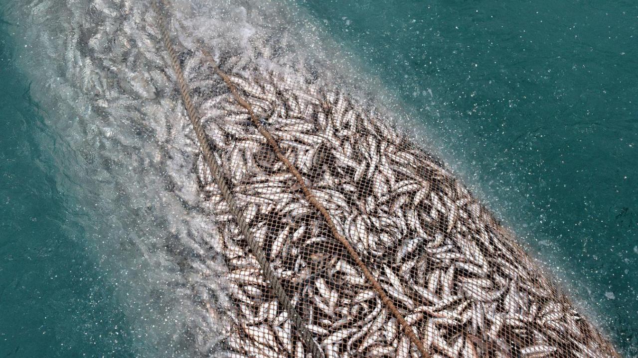 صيف 2025.. نتائج مرضية لمصايد الأسماك السطحية بالعيون