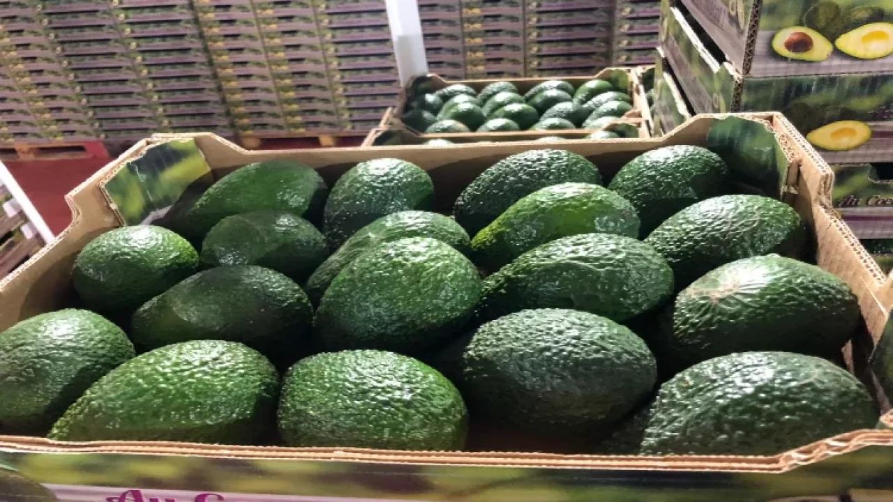 الجفاف وتصدير المياه.. المغرب ثالث أكبر مصدري «لافوكا» في إفريقيا