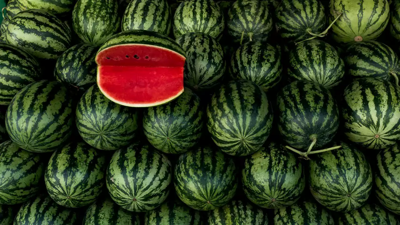 رغم ندرة المياه.. ارتفاع قياسي في صادرات المغرب من «الدلاح» إلى أوروبا