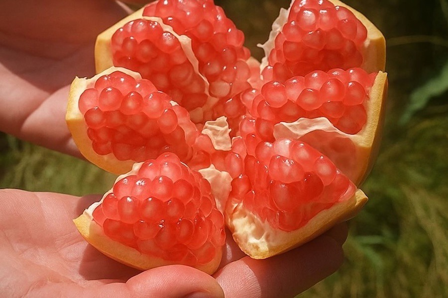 انطلاق موسم الرمان المغربي بحلاوة تصل إلى 15° °Brix