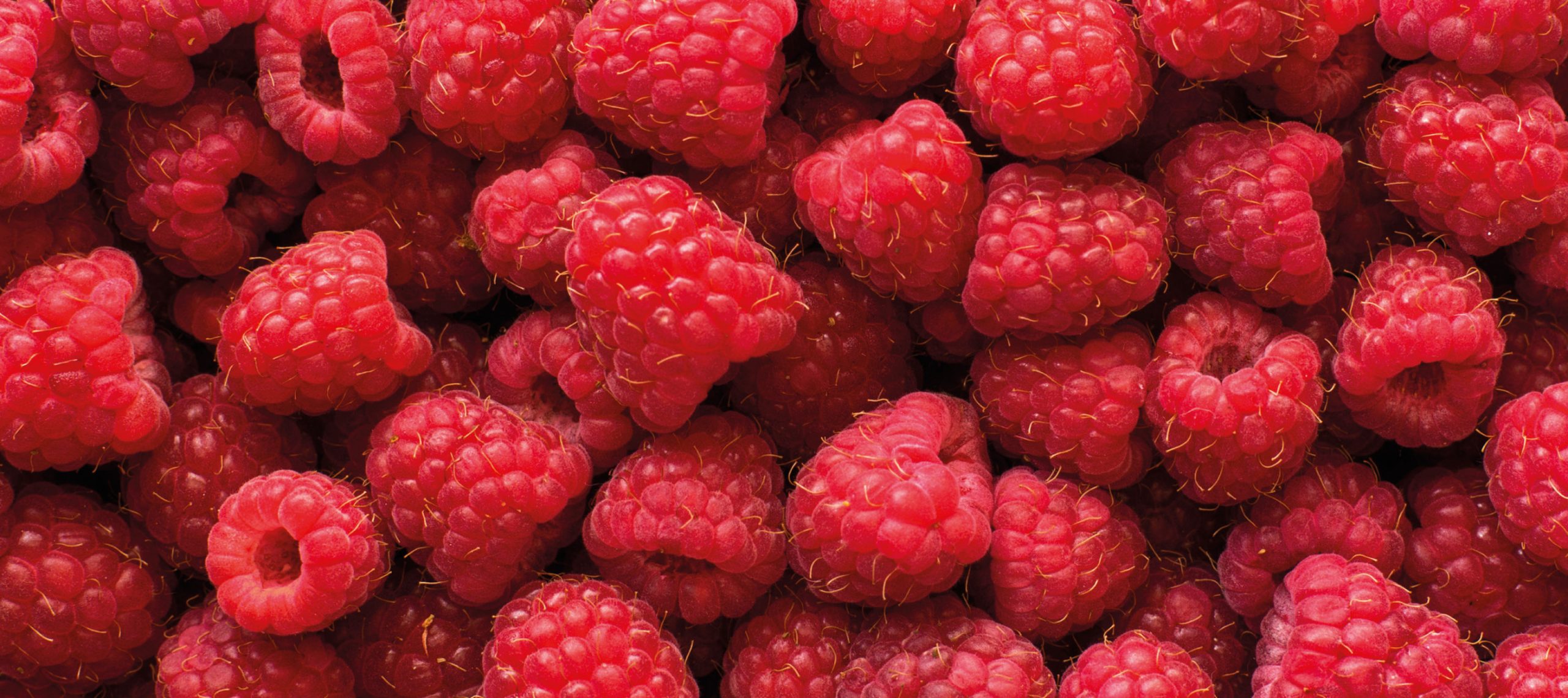 رقم قياسي في صادرات الـ«فرامبواز» المغربي والمملكة المتحدة أول الزبناء