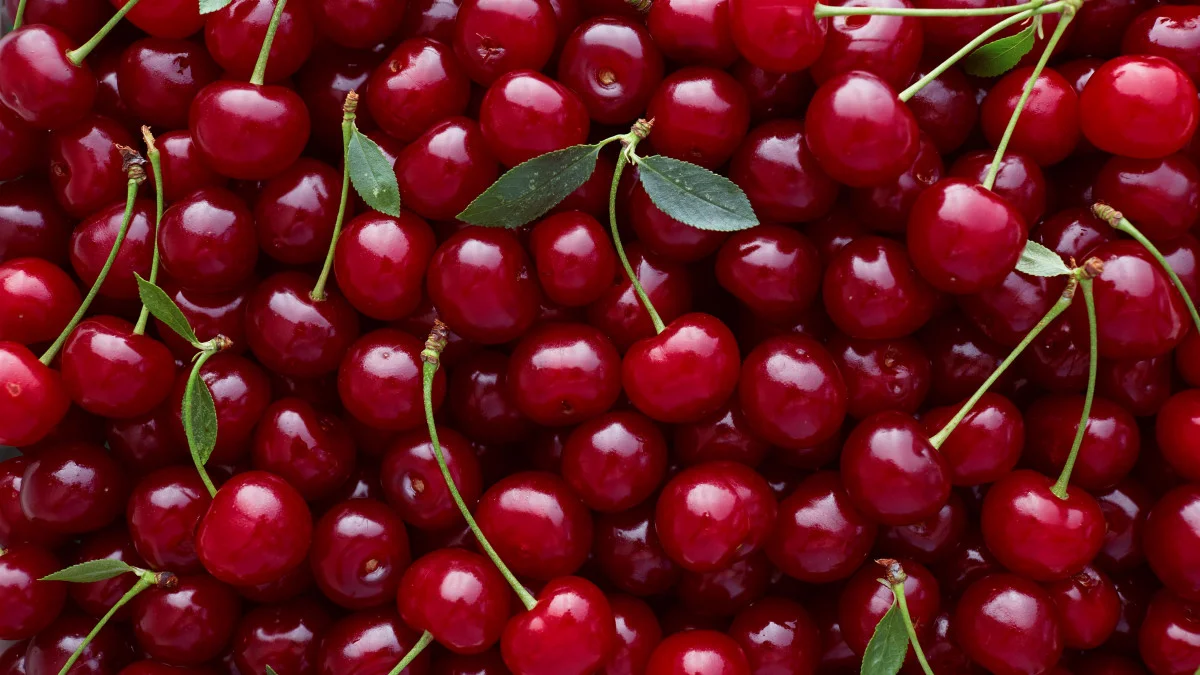 «حب الملوك».. استقرار في الإنتاج وتراجع في صادرات المغرب