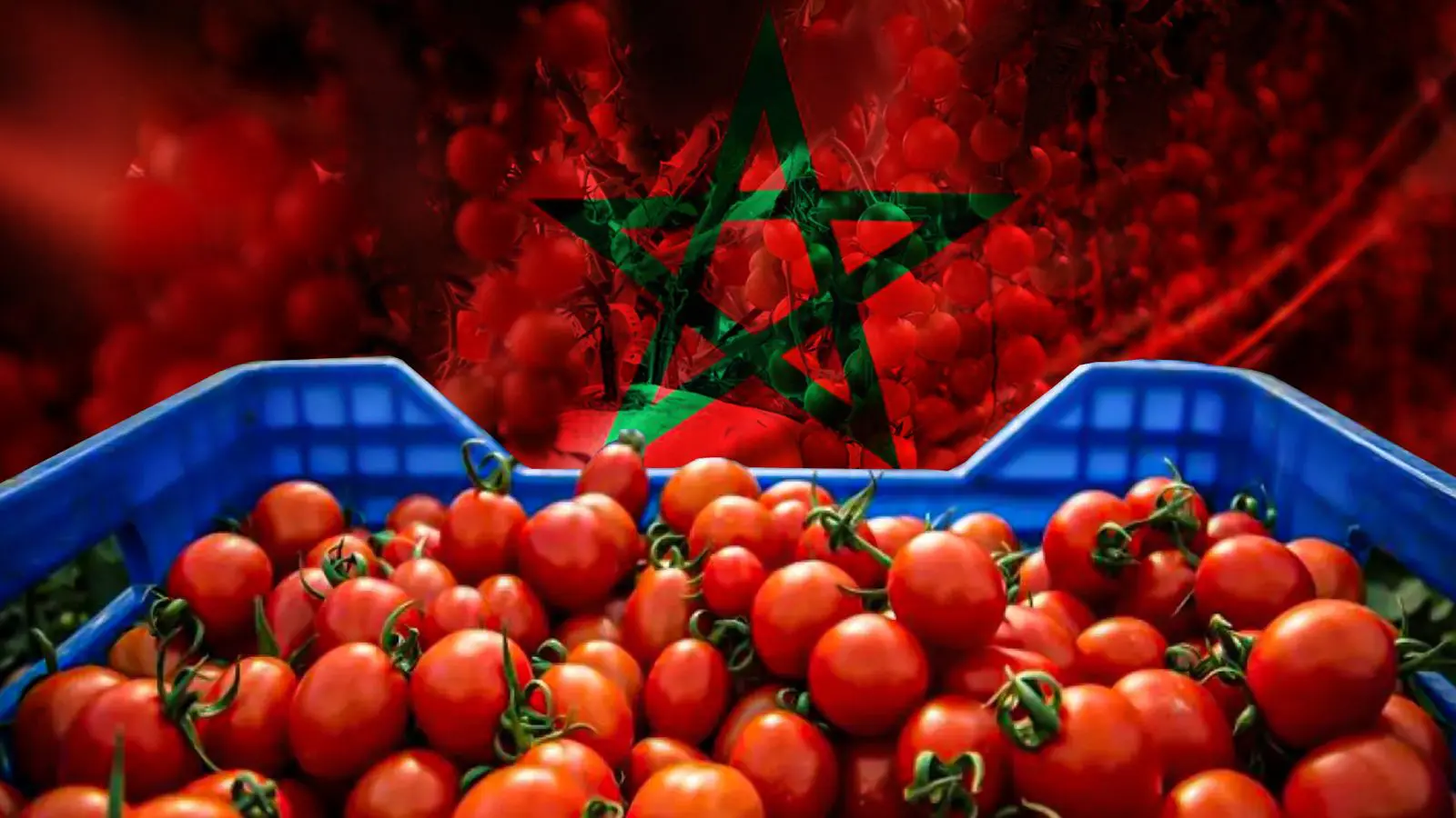 «Apefel»: الطماطم المغربية ضحية حملة أوروبية تستغل ورقة الصحة لأغراض اقتصادية