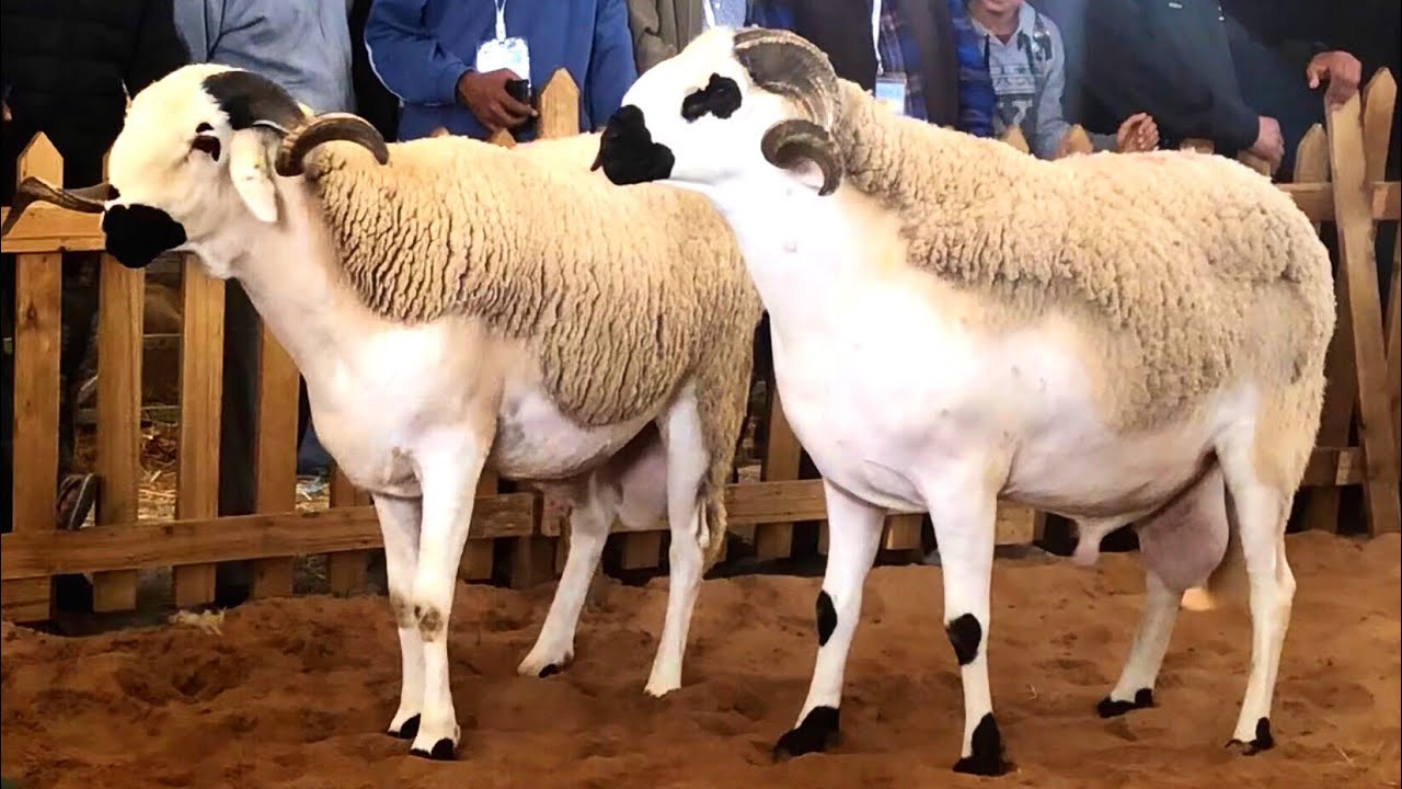 ابتداء من نونبر.. دعم مالي مباشر لمربي الماشية بالمغرب