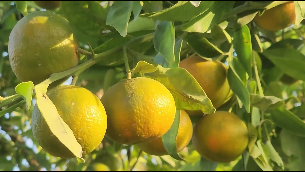 تراجع إنتاج الـ«كليمنتين» في المغرب وإسبانيا تستغل الفرصة