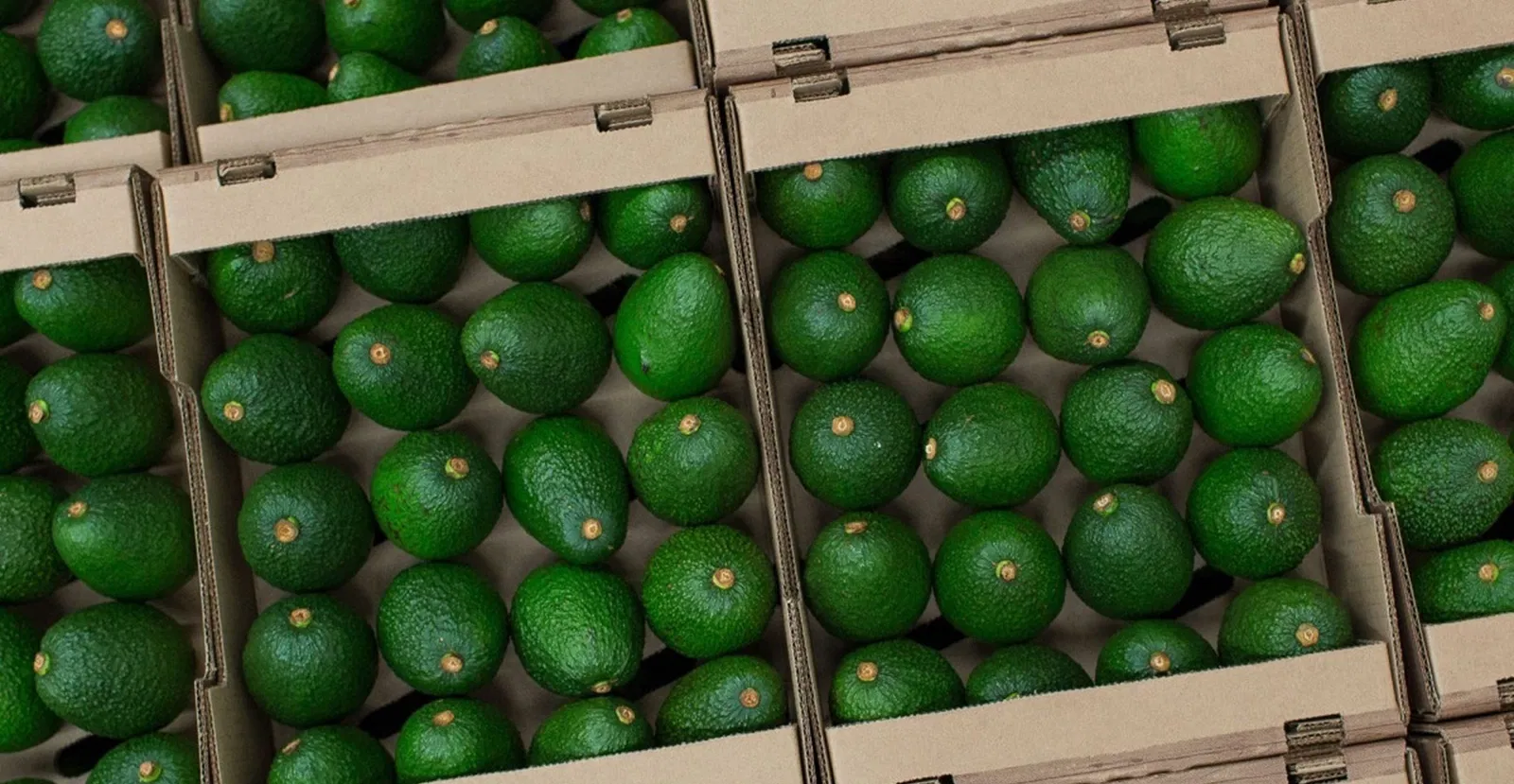 مؤتمر المغرب للأفوكادو يناقش وضعية وآفاق هذه الزراعة