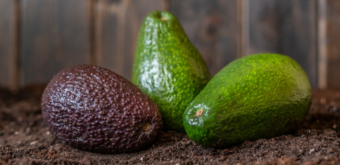 متجاوزا إسبانيا والشيلي.. المغرب ثاني مصدري «لافوكا» لسويسرا