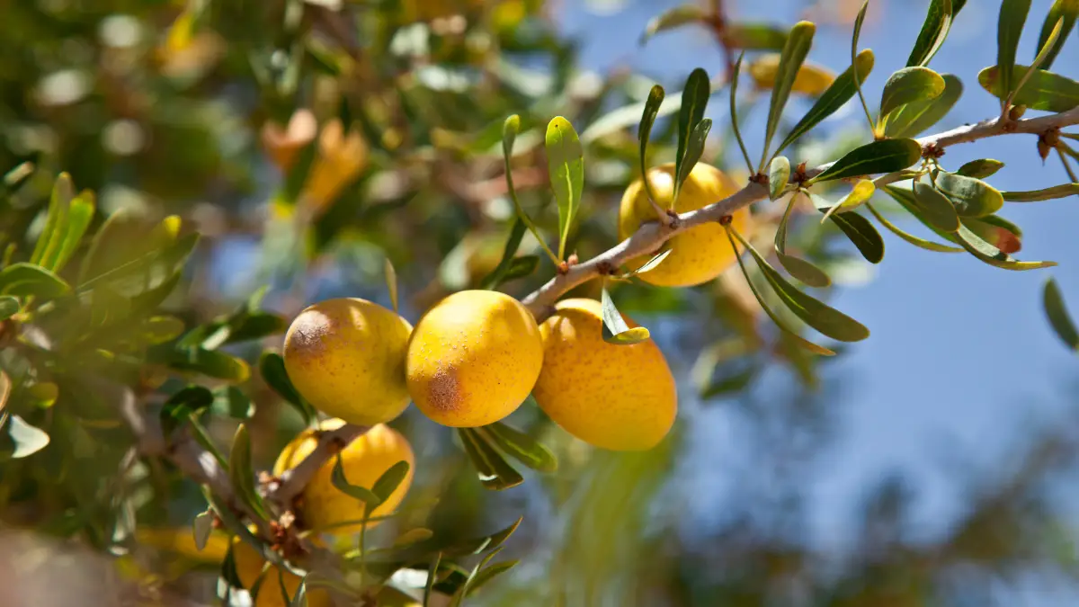 «موكادور الصويرة» للأركان .. قصة نجاح بصيغة المؤنث بدعم من الـ«INDH»