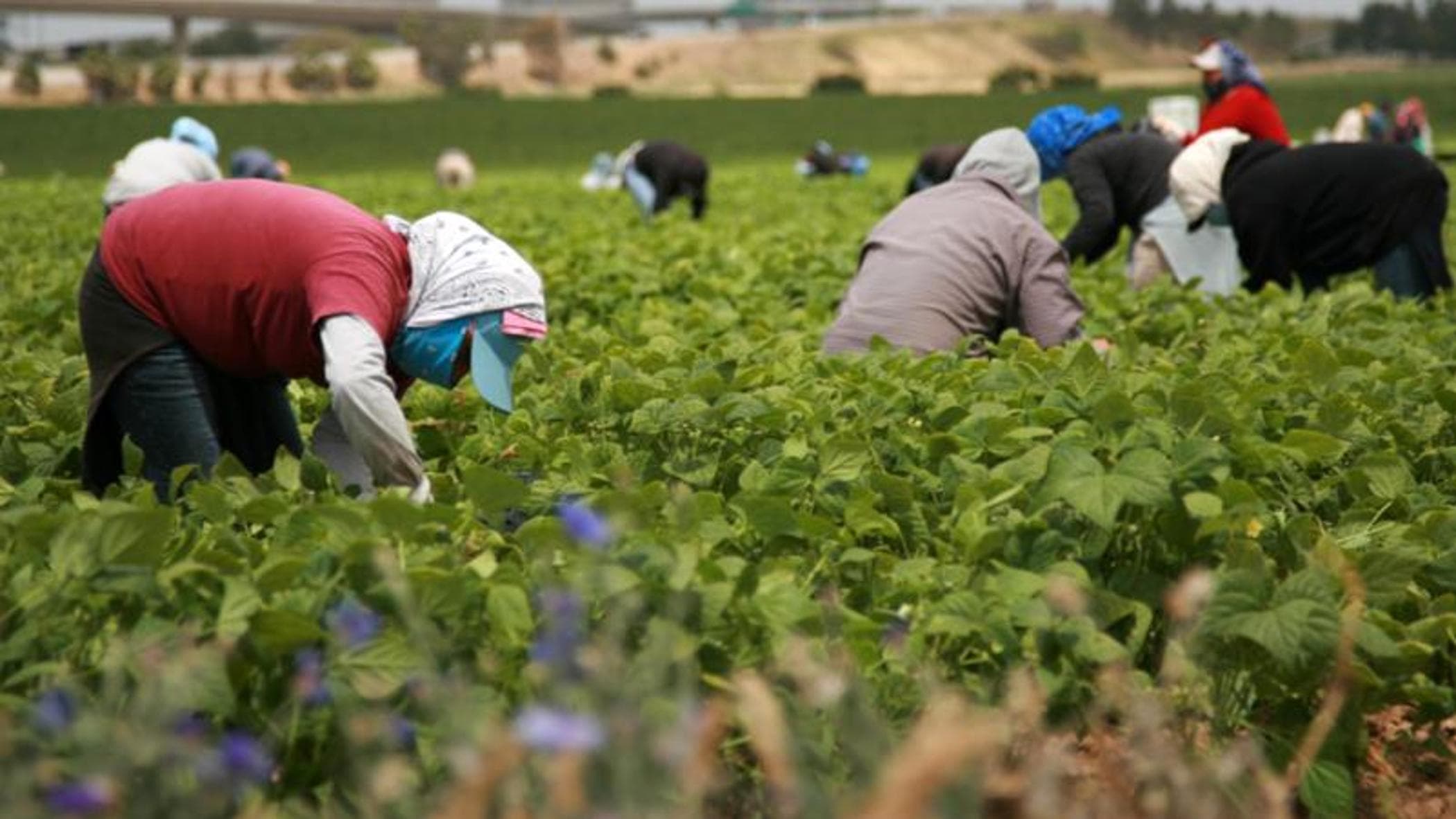 حزب «فوكس» الإسباني يهاجم الاتفاق الفلاحي مع المغرب ويتحدث عن «خسائر بمئات الملايين»