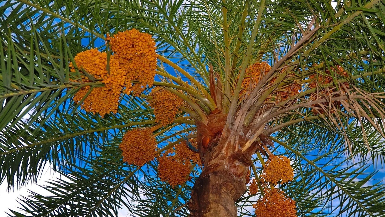 للعام الثالث على التوالي.. التمور المصرية تهيمن على السوق المغربية