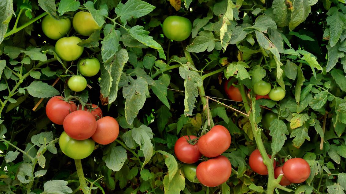 بسبب موجة البرد.. مخاوف بشأن نقص في الطماطم والخضراوات المبكرة