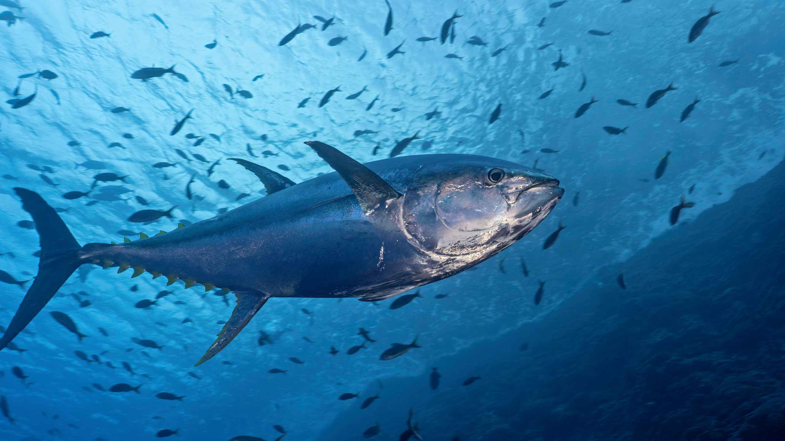 زكية الدريوش.. أول امرأة ترأس «اللجنة الدولية للمحافظة على التونة في المحيط الأطلسي»