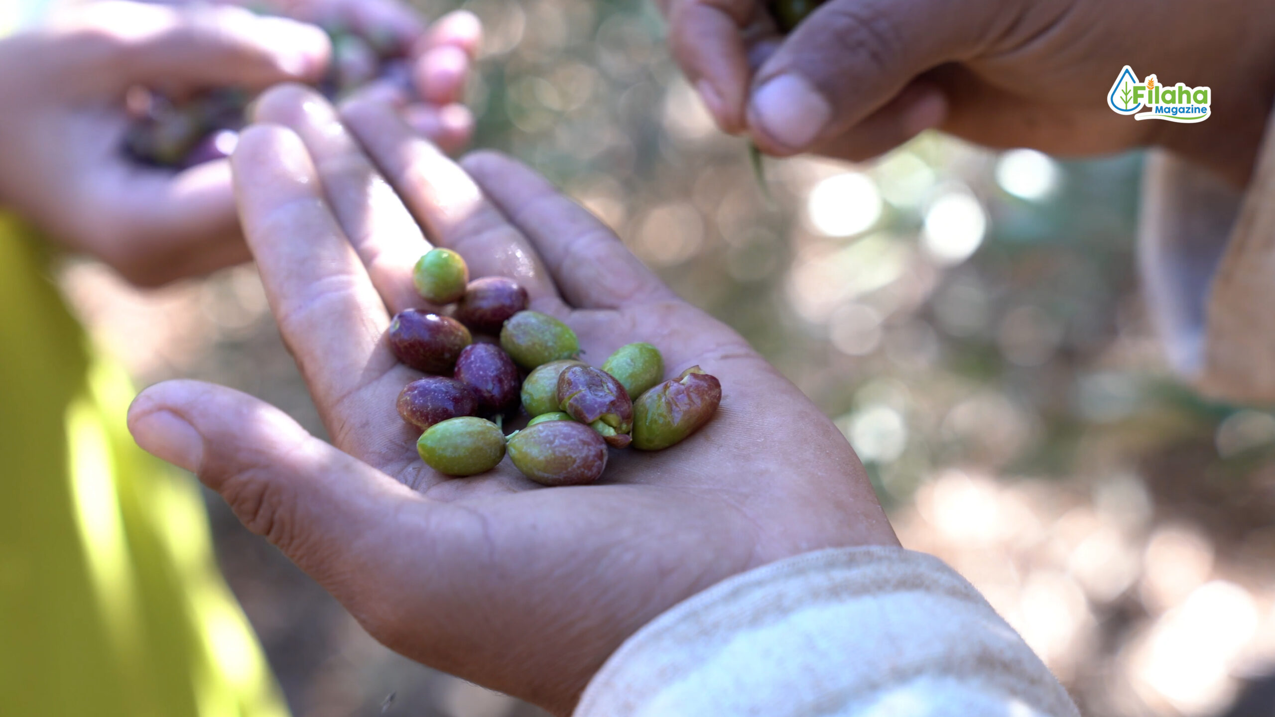 منصات «المثمر» للزيتون.. العلم في الميدان