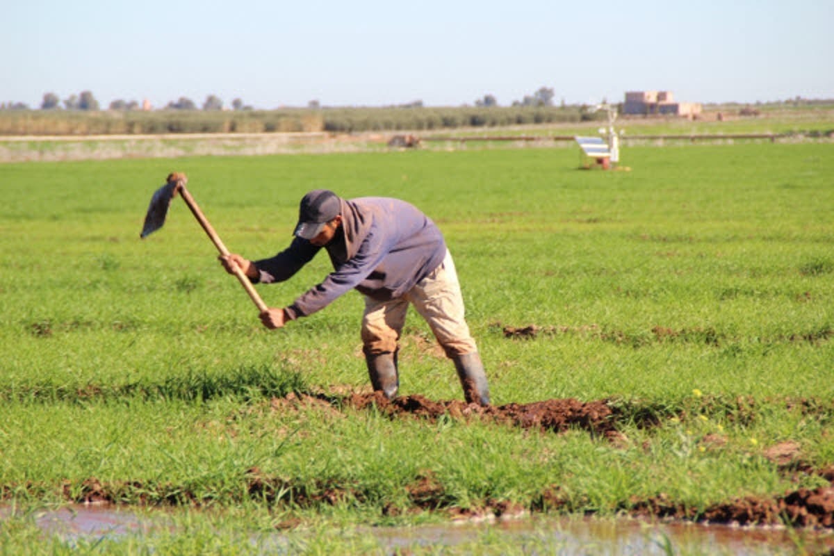 الدار البيضاء-سطات: التساقطات المطرية تبشر بموسم فلاحي إيجابي