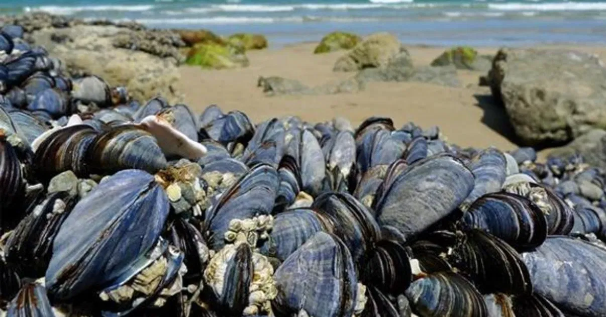 رفع الحظر عن جمع وتسويق الصدفيات بـ«أم الطيور شويكة» في الصويرة