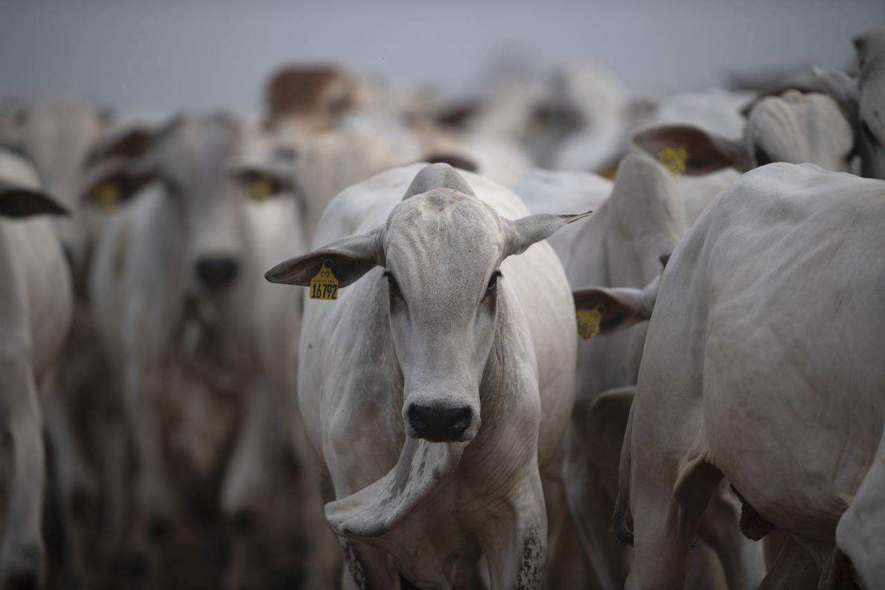 المغرب وجهة استراتيجية للماشية البرازيلية بـ4.600 رأس و115 مليون دولار