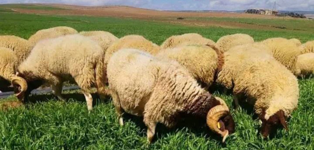 برنامج إعادة تشكيل القطيع.. إحصاء 32,8 مليون رأس من الماشية