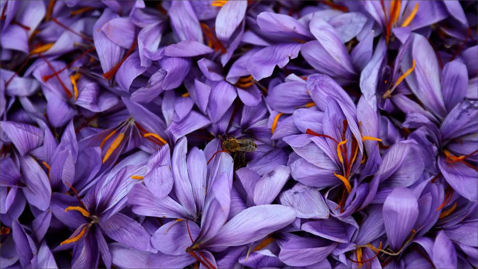 زعفران تالوين.. «الذهب الأحمر» ذو المنافع المتعددة