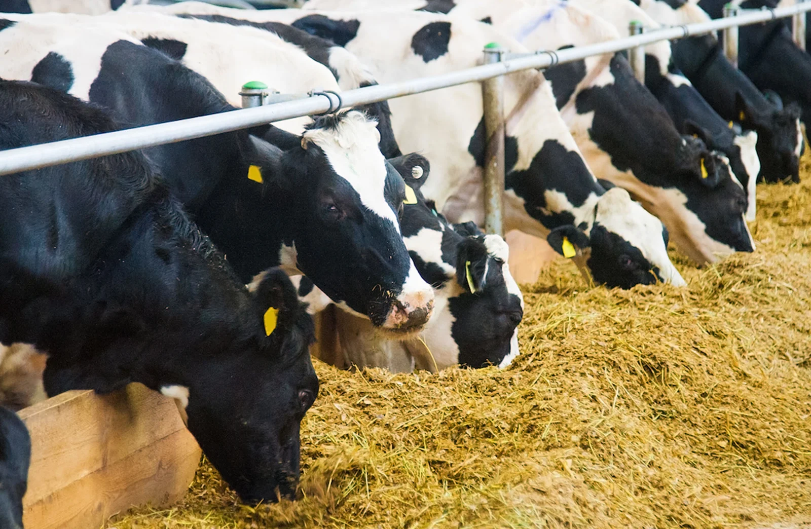 وزير الفلاحة يعقد اجتماعا تشاوريا حول سوق أعلاف الماشية