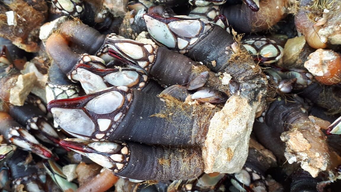 «رجل الغزال» يعود إلى السوق بضوابط علمية صارمة